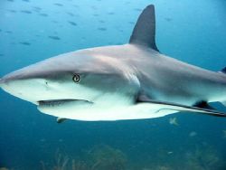 Bahamas - Stuart Cove's Shark Dive by Eric Roderick 